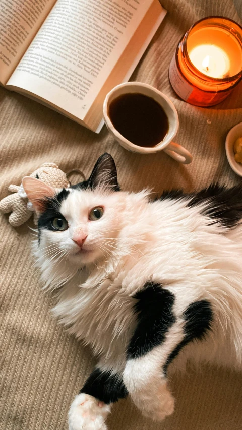 a cat laying on a table near a book, coffee mug and candles