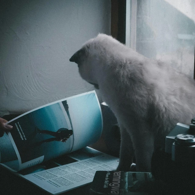 a white cat is standing on top of an open book