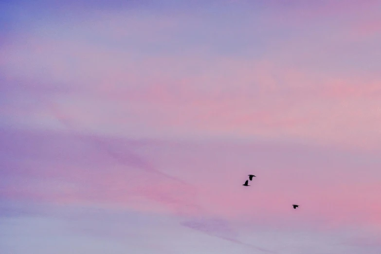 birds flying over a pink and purple sky