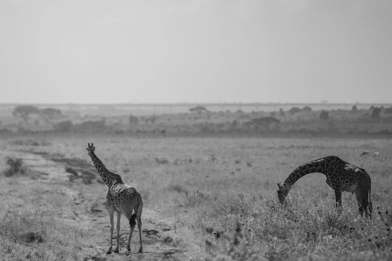 giraffes grazing in a vast open field with sky in the background