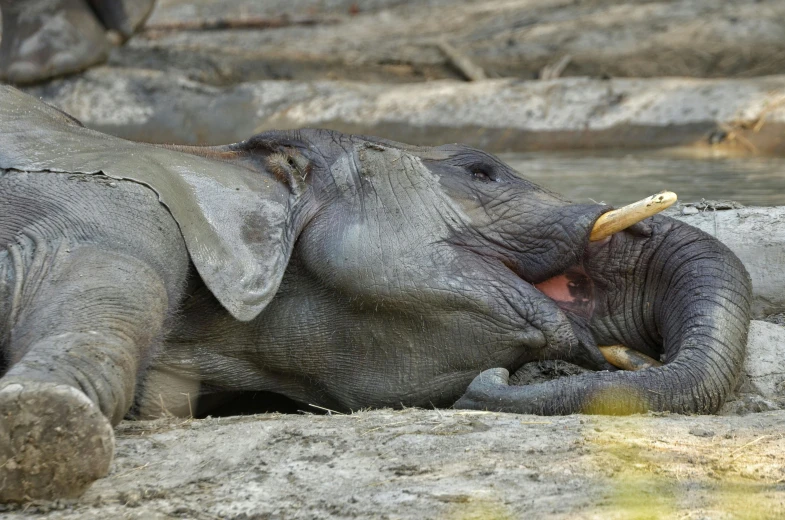 there is an elephant with it's trunk sticking out