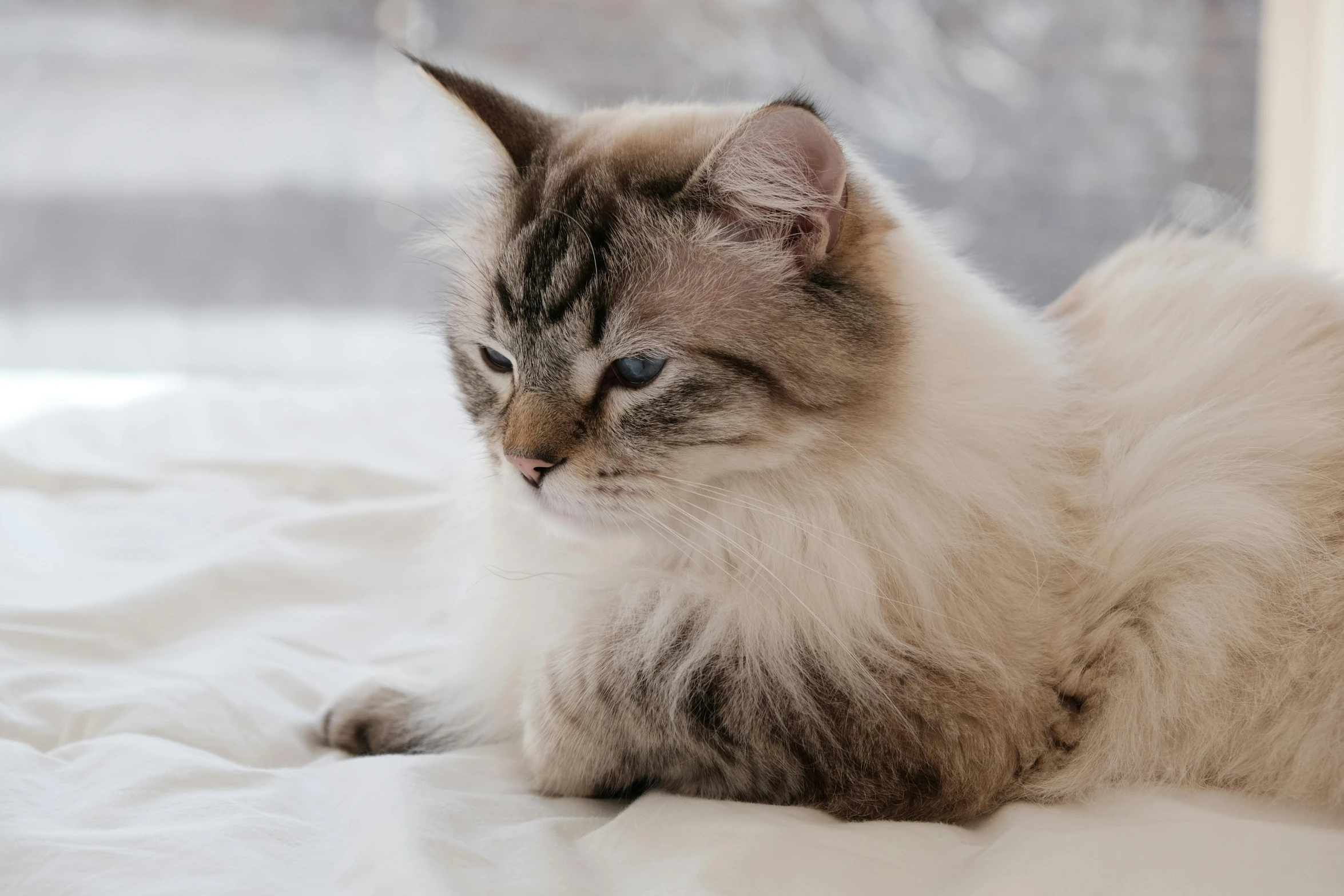 a cat sitting on a bed near a window