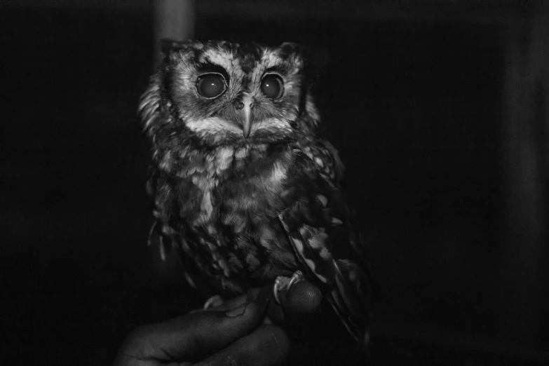 an owl with big eyes is standing by a persons hand