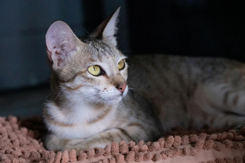 a cat with green eyes sitting on a brown blanket