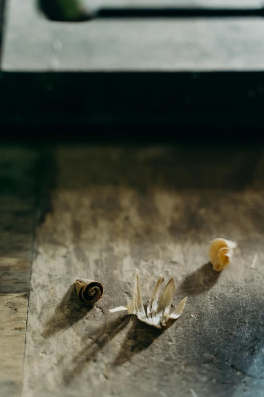 a tiny, empty flower is lying on the floor