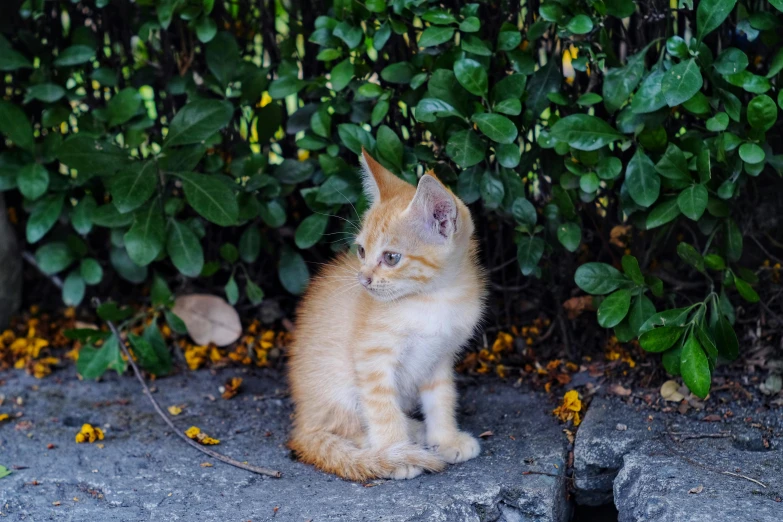 a small cat is sitting by some green plants