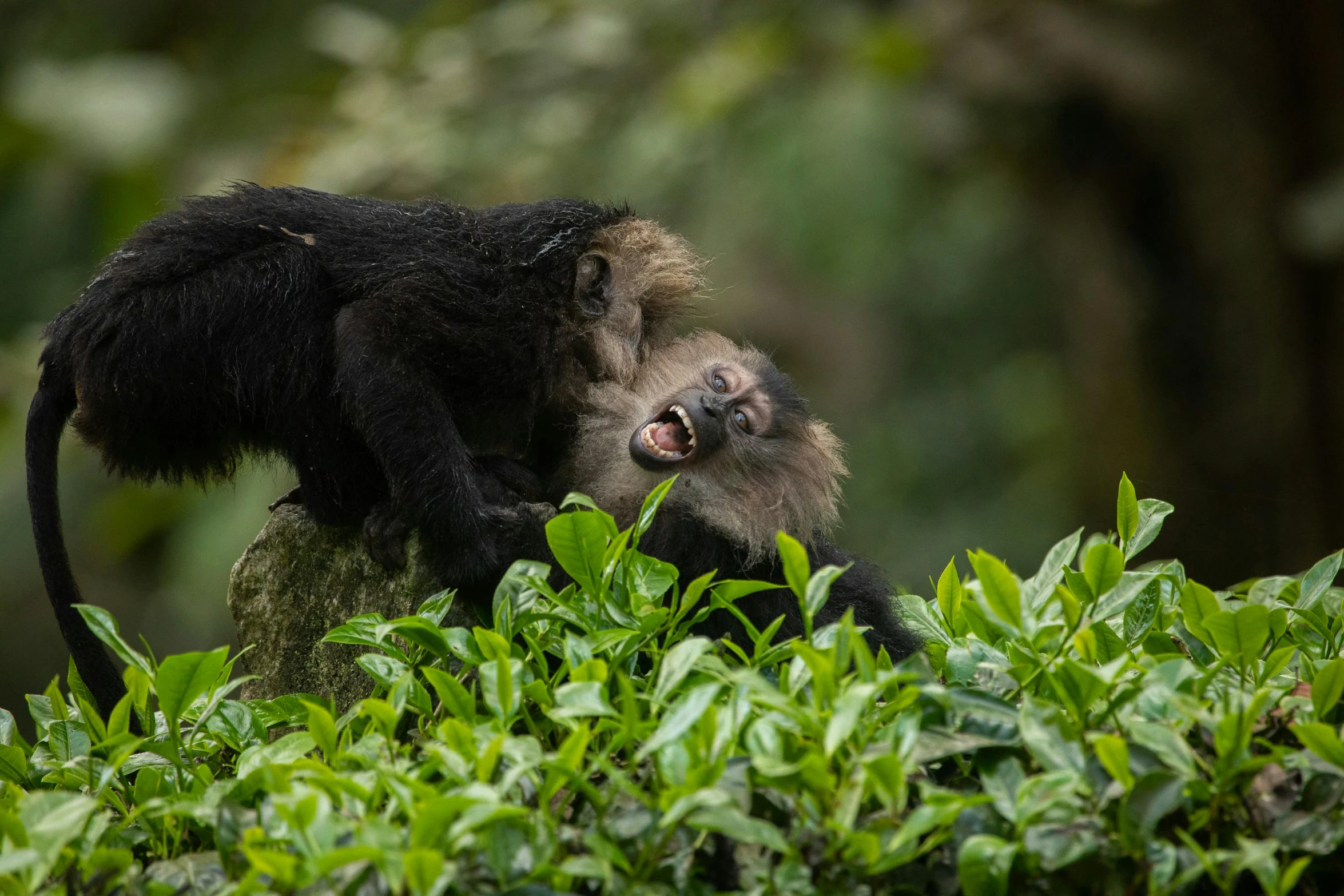 an animal is licking its nose in the brush