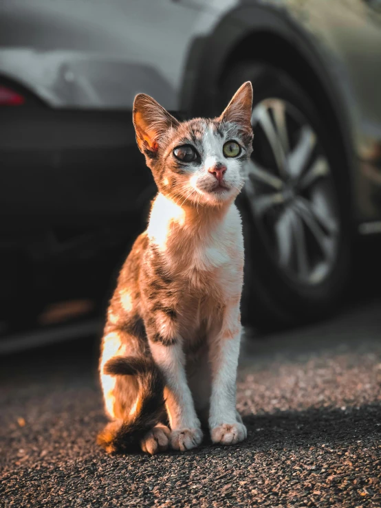 a kitten sitting on a street next to a parked car