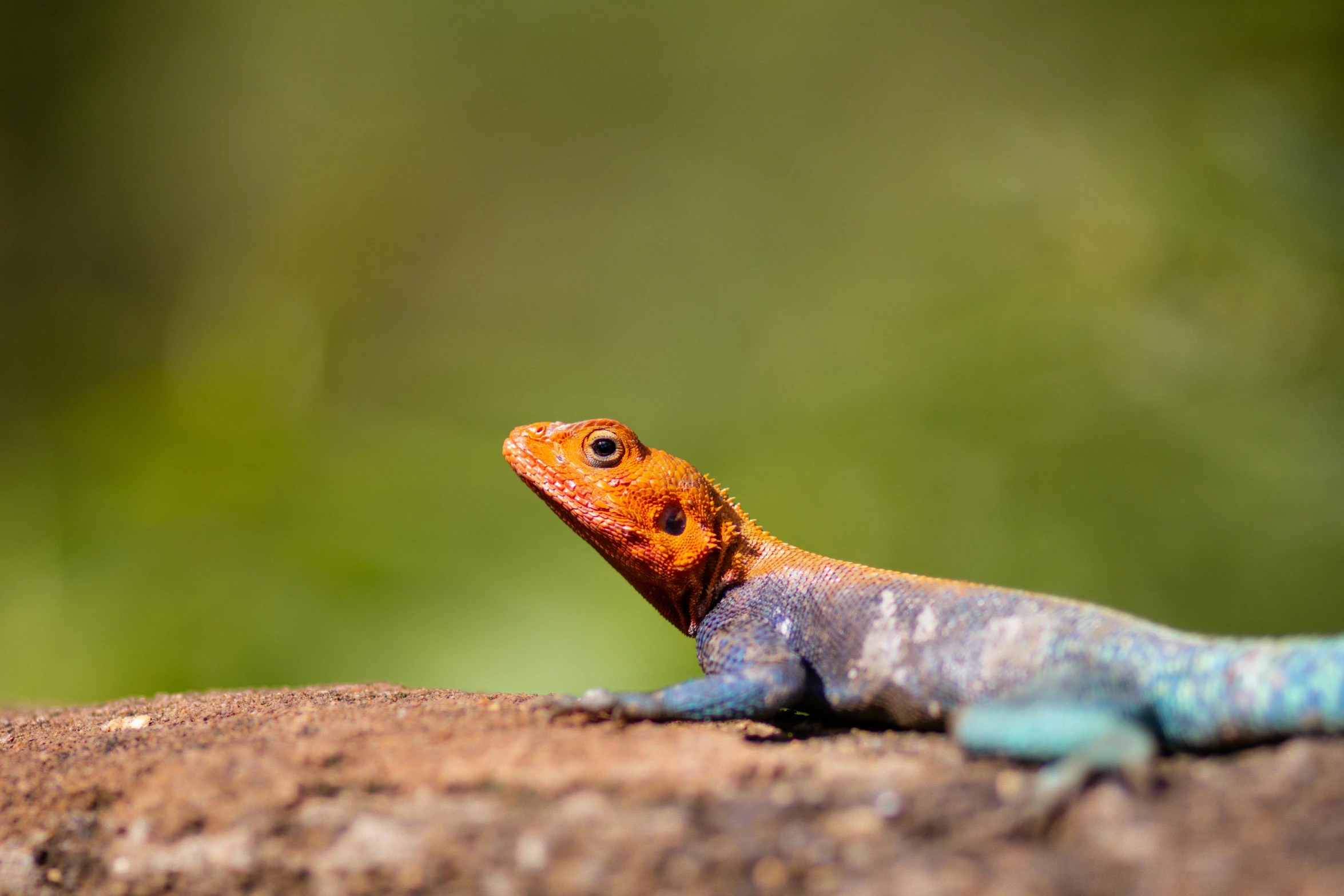 an orange, blue, and green lizard resting on a rock