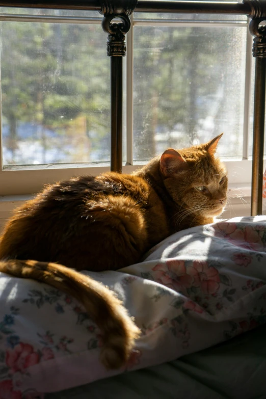 a orange cat lying in front of a window