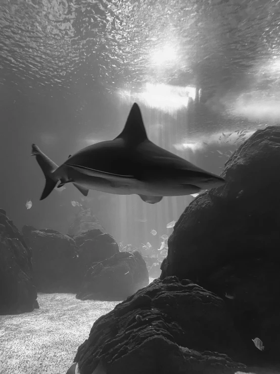 a shark in the water with rocks underneath it