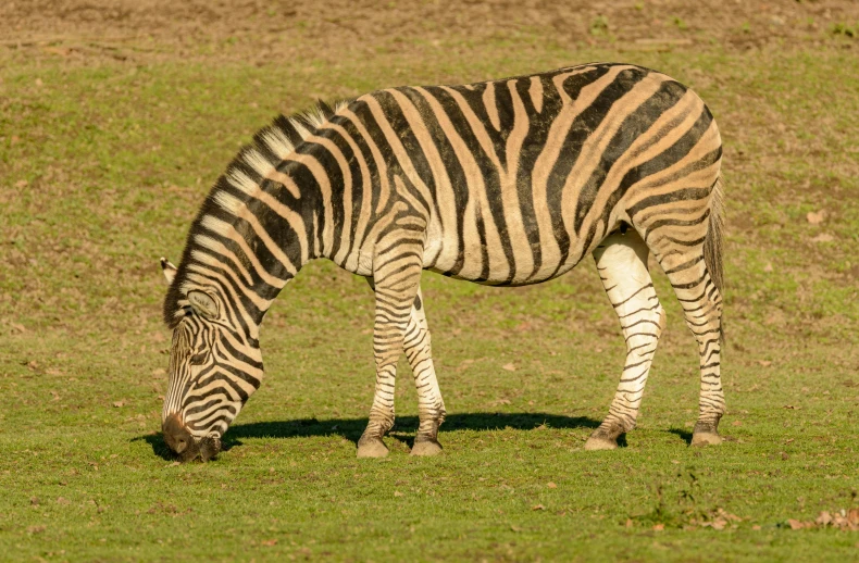 a ze grazes on grass in the field