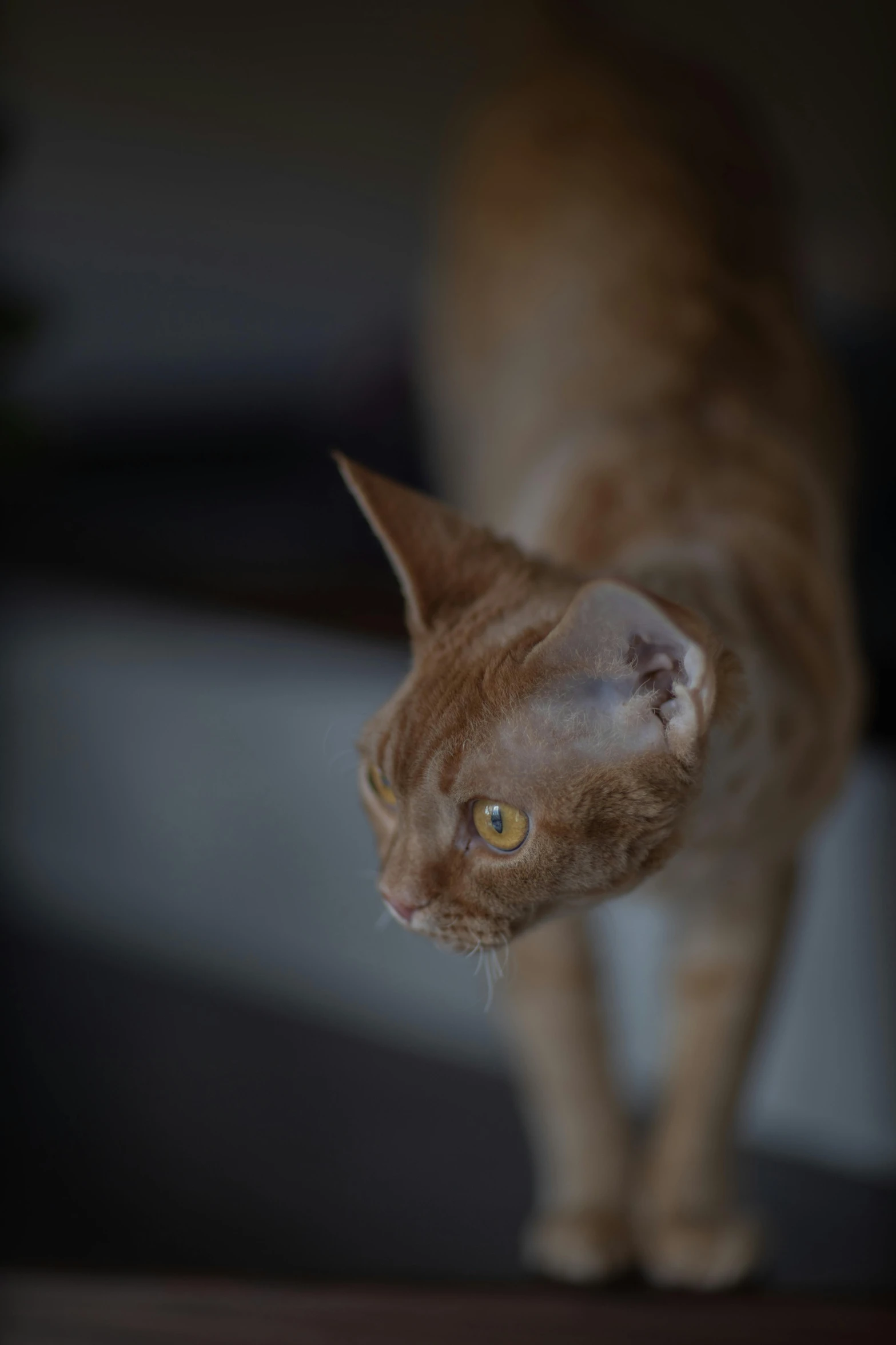 the orange cat stands by itself looking towards soing