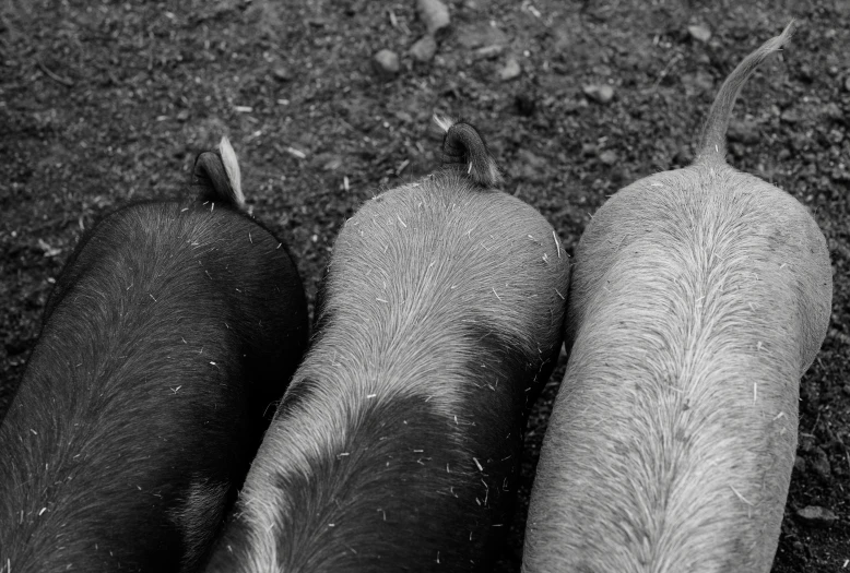 two hogs are standing in front of the camera