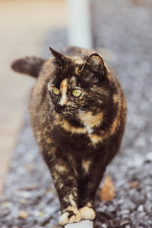 a cat is walking on the pavement