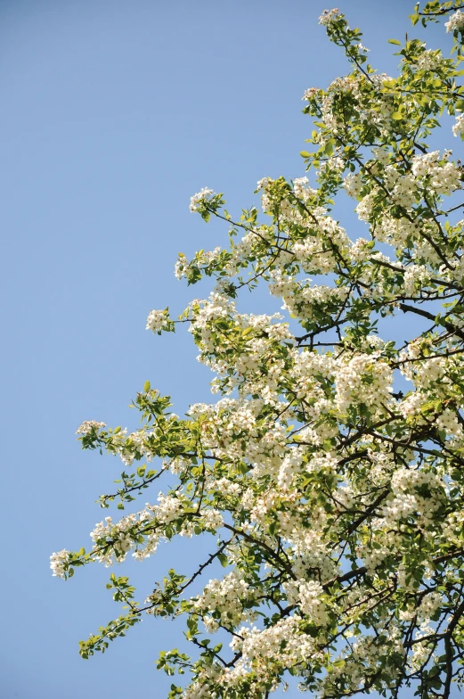 a white blossoming tree stands alone against a blue sky