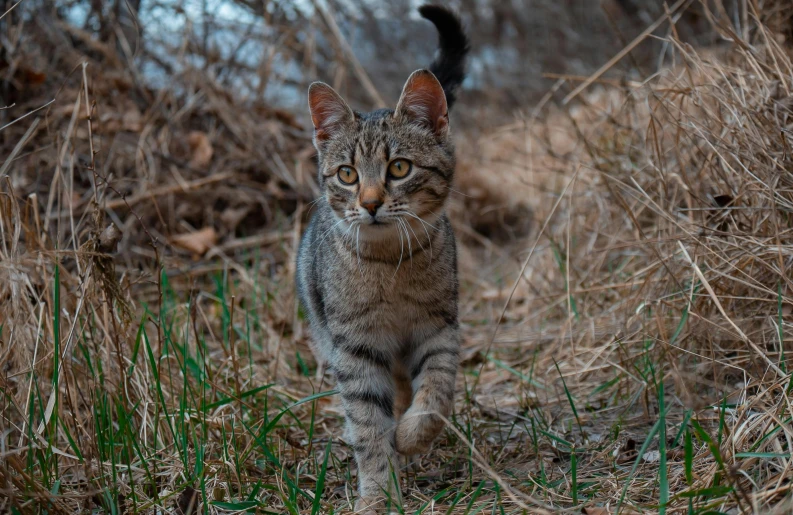 a little cat walking in the woods