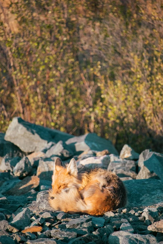a dog lays on rocks and looks at soing