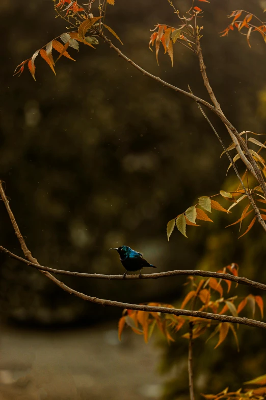 the bird is sitting in the tree looking up at the sky