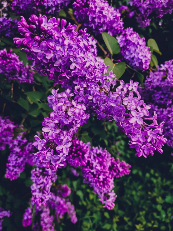 purple flowers growing in a field with green leaves