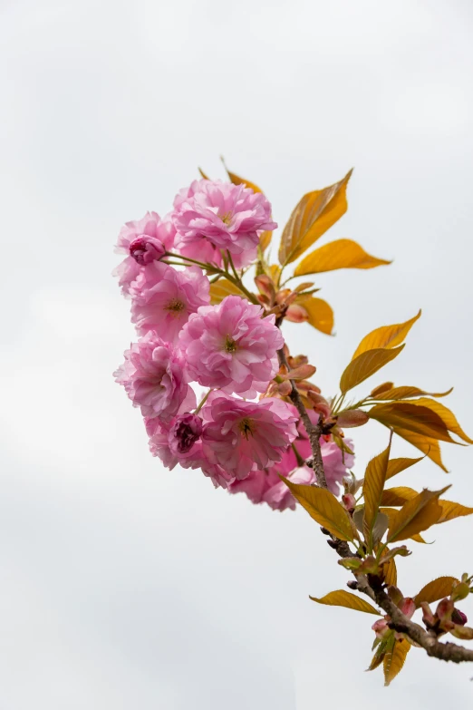 pink flowers with yellow leaves in front of a white sky