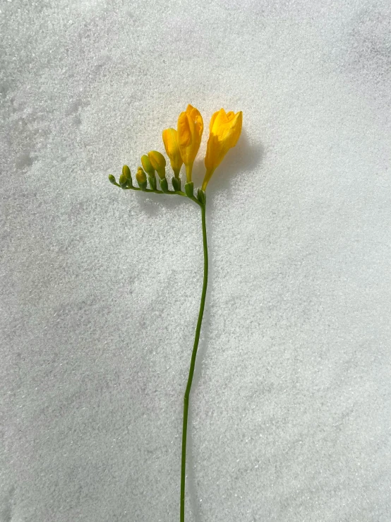 a single flower sprouting out from the snow