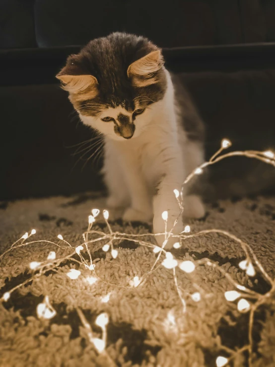 a kitten walking on a carpet with a bunch of white lights