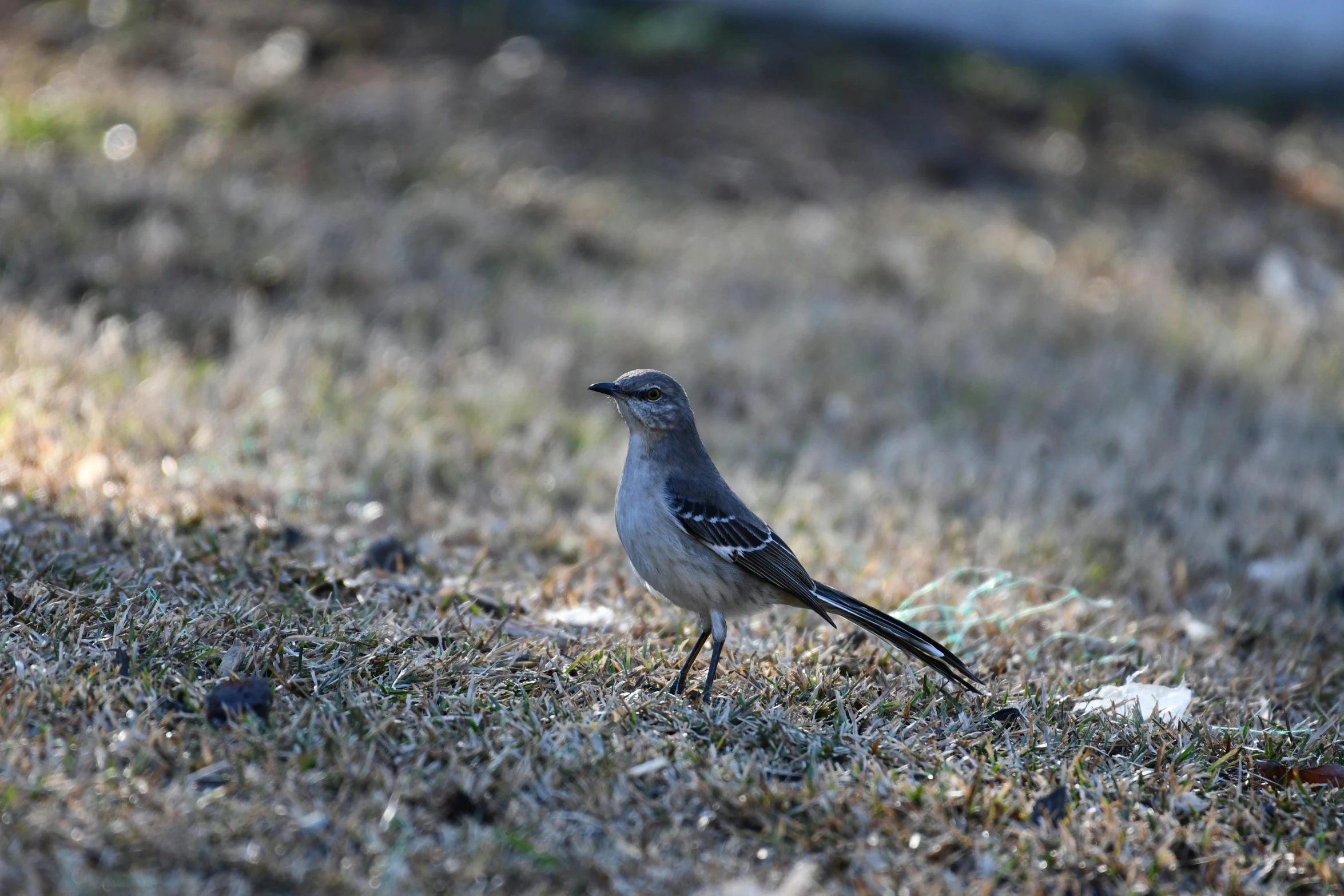 a bird with an ear flap standing on the ground