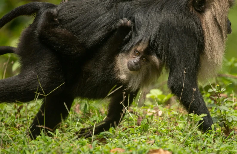 a baby monkey is playing with its mother