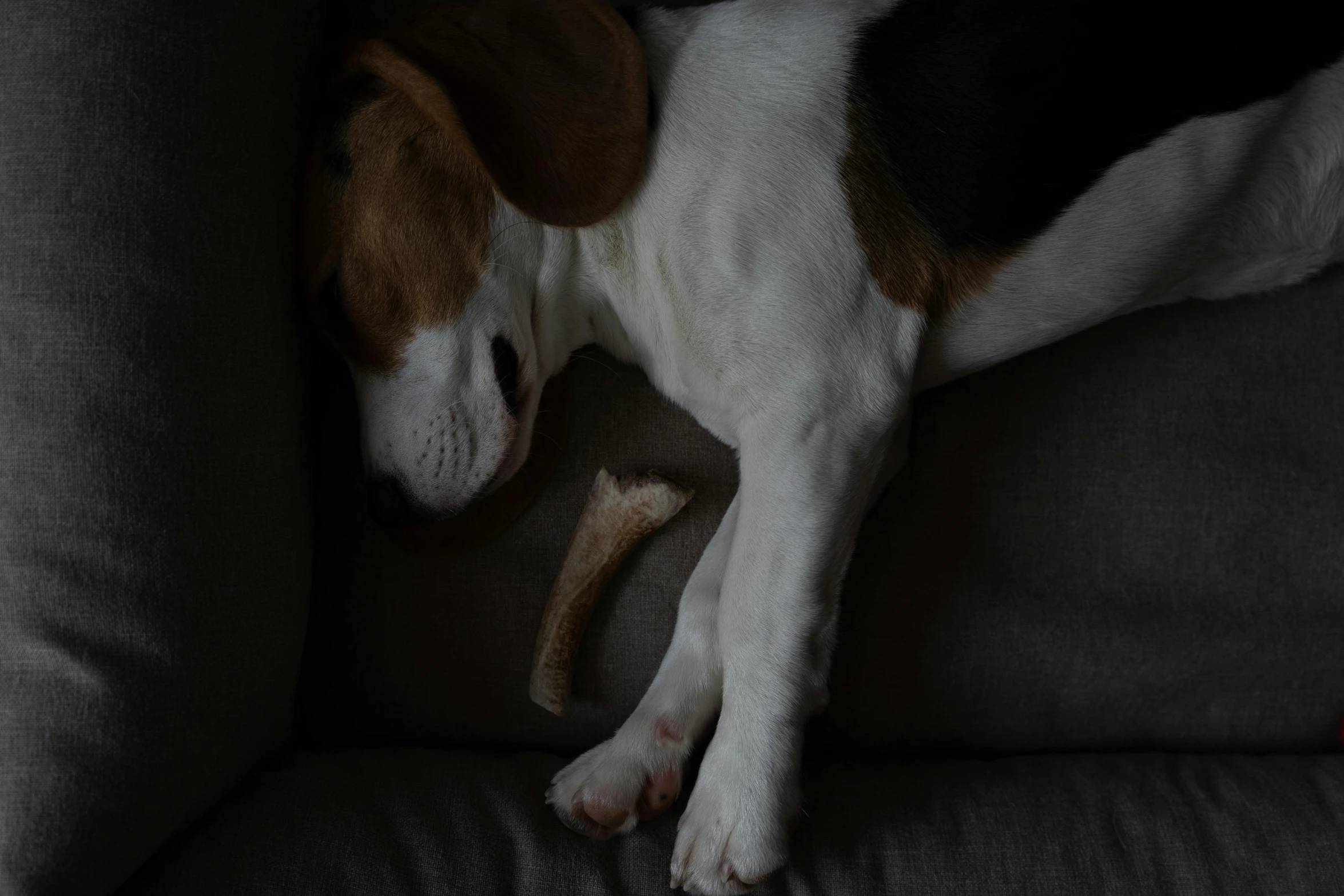 a dog is sleeping on the couch while it is looking