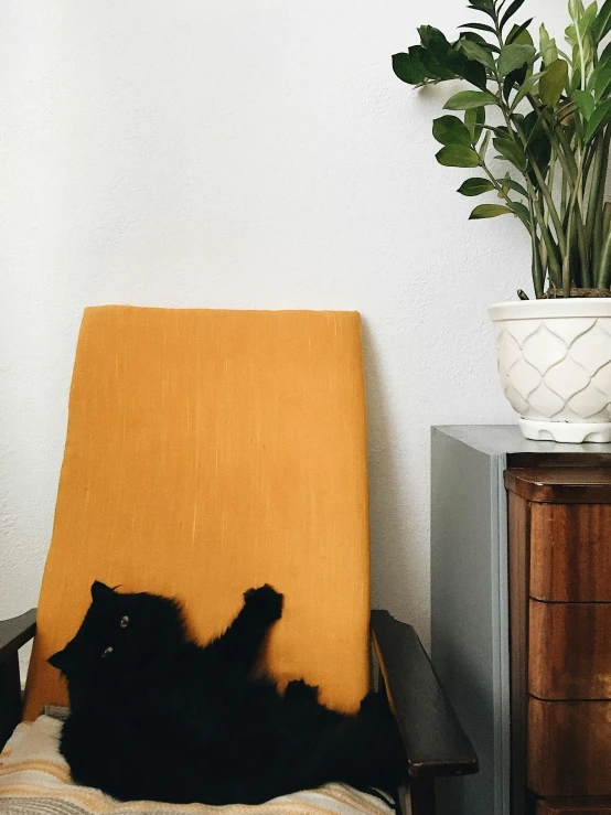 a black cat stretches on a cushion on top of a sofa