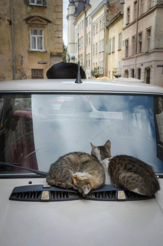 there are two cats sitting on the hood of a car