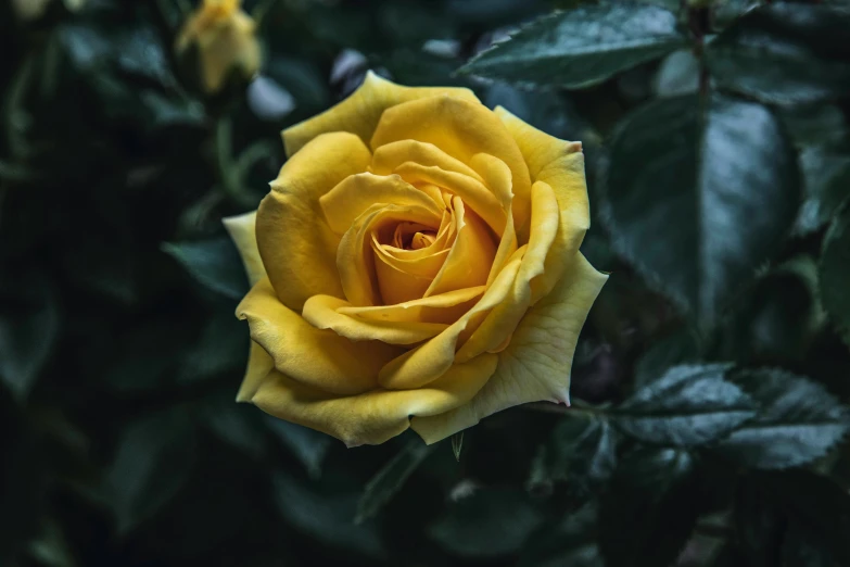 yellow rose is shown with dark leaves in the background