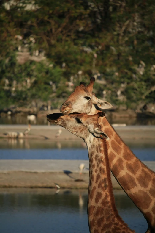 the giraffes are very close together to each other