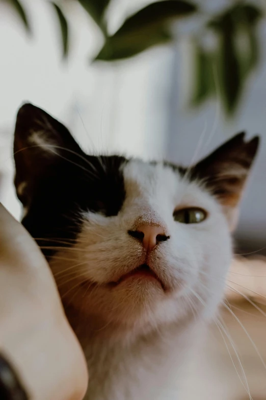 a close up of a cat being petted by a person