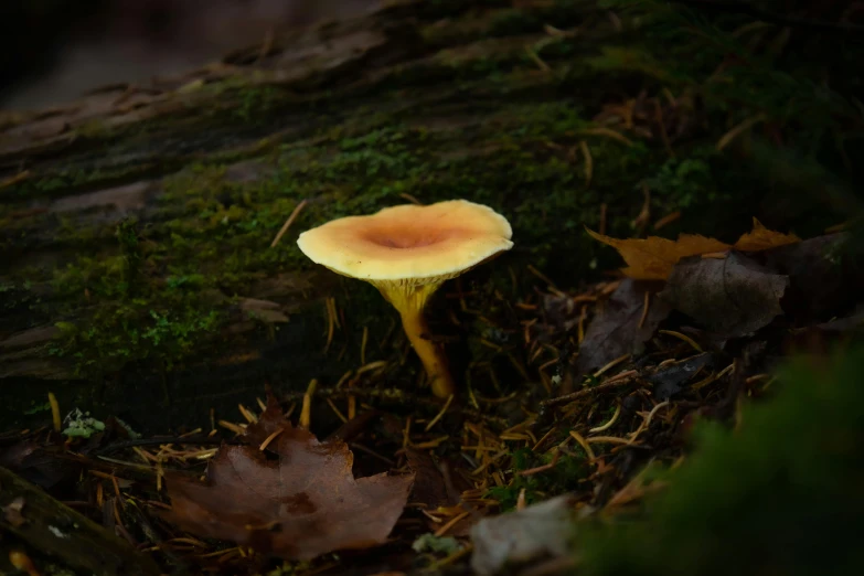 a very small yellow mushroom on a log