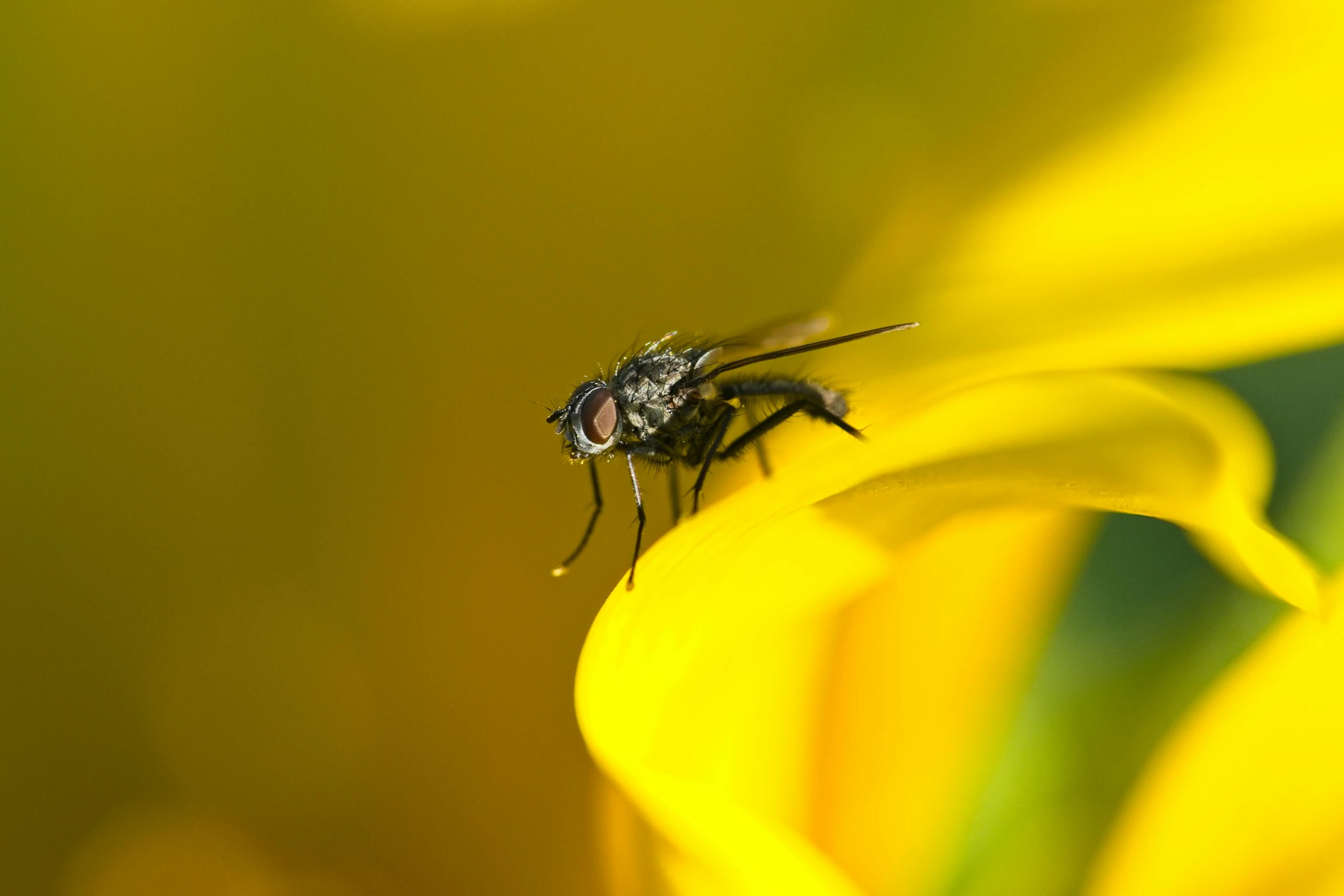 the fly is on top of a large flower