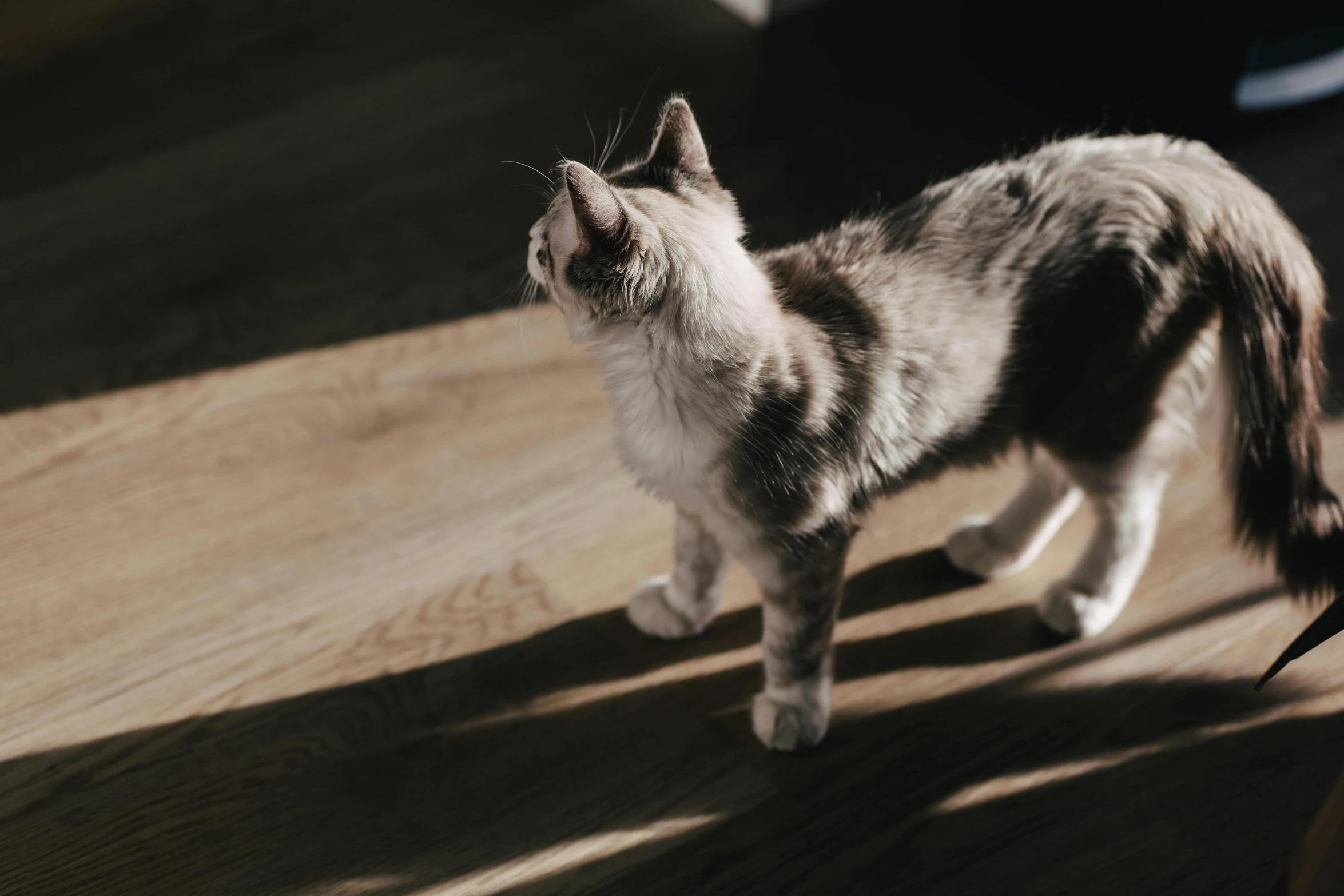 a cat walking across a hard wood flooring