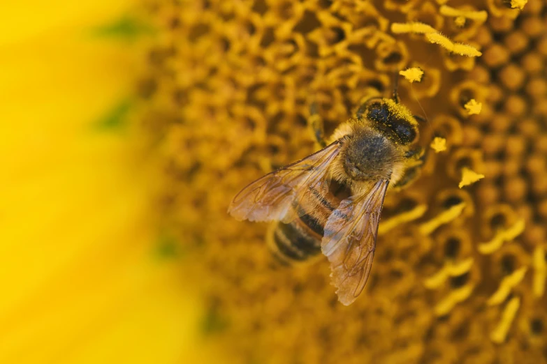 a bee is flying on the yellow flowers