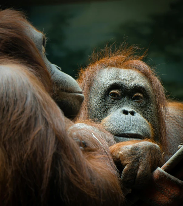 an orangna with white dots on his face and nose