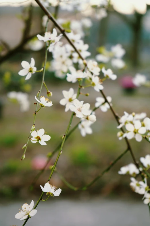 white flowers are blooming on the nch of the tree