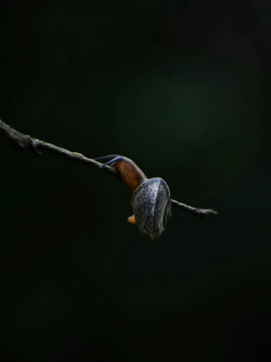 a snail is standing on the end of a wire