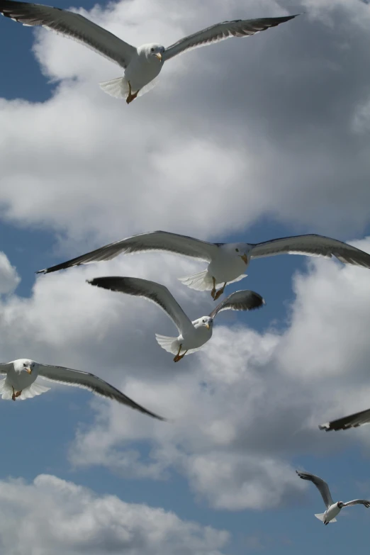 many birds in flight against a cloudy sky