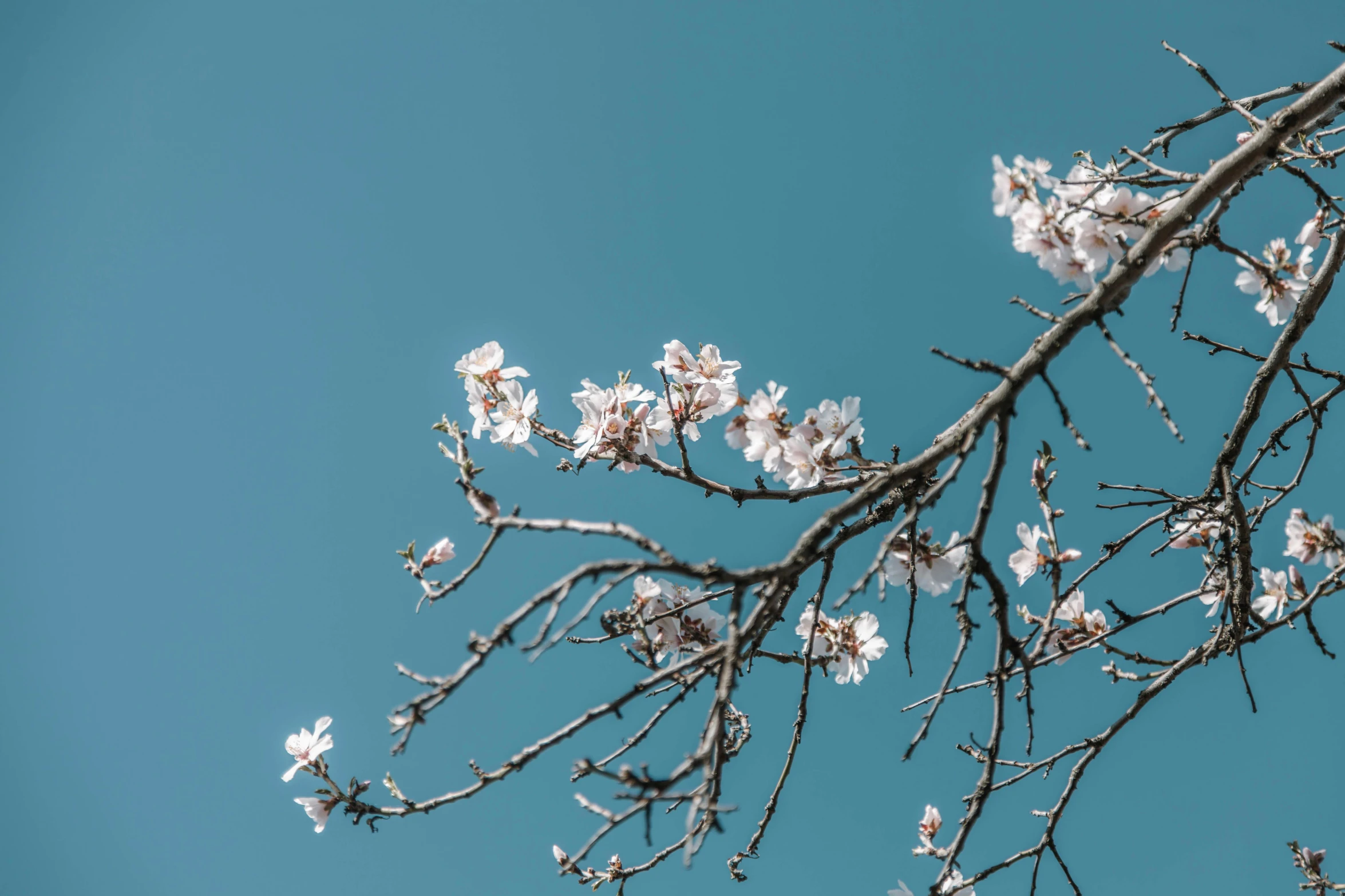 a tree with a few small white flowers