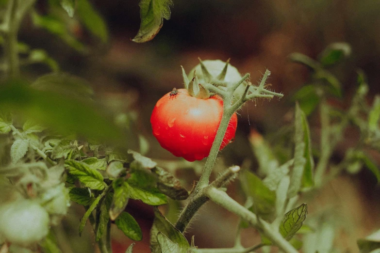 a red tomato growing on the vine