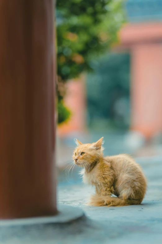 an image of a kitten sitting by a pole