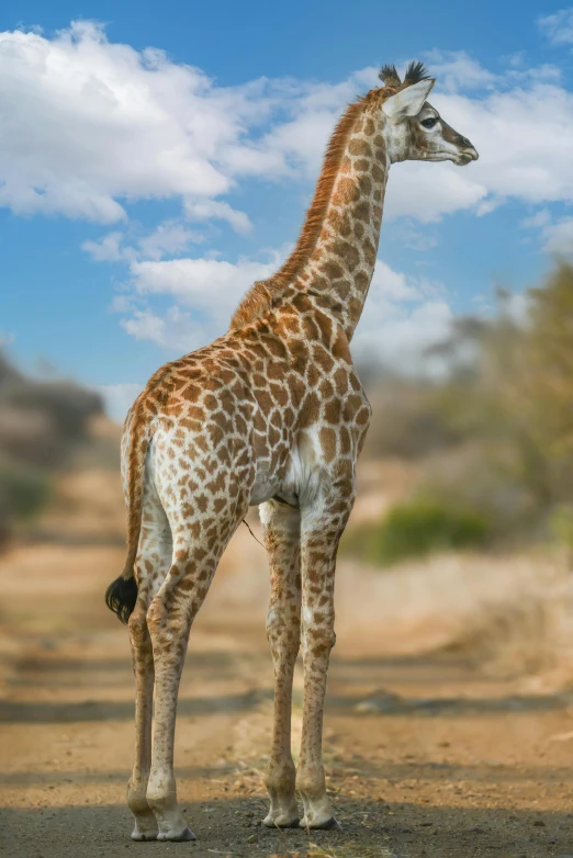 a small giraffe standing on a dirt field