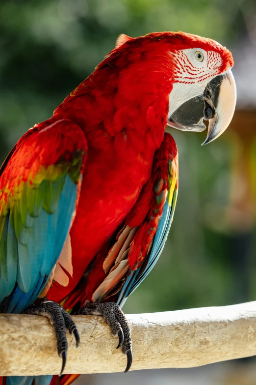 a very pretty colorful bird sitting on top of a nch