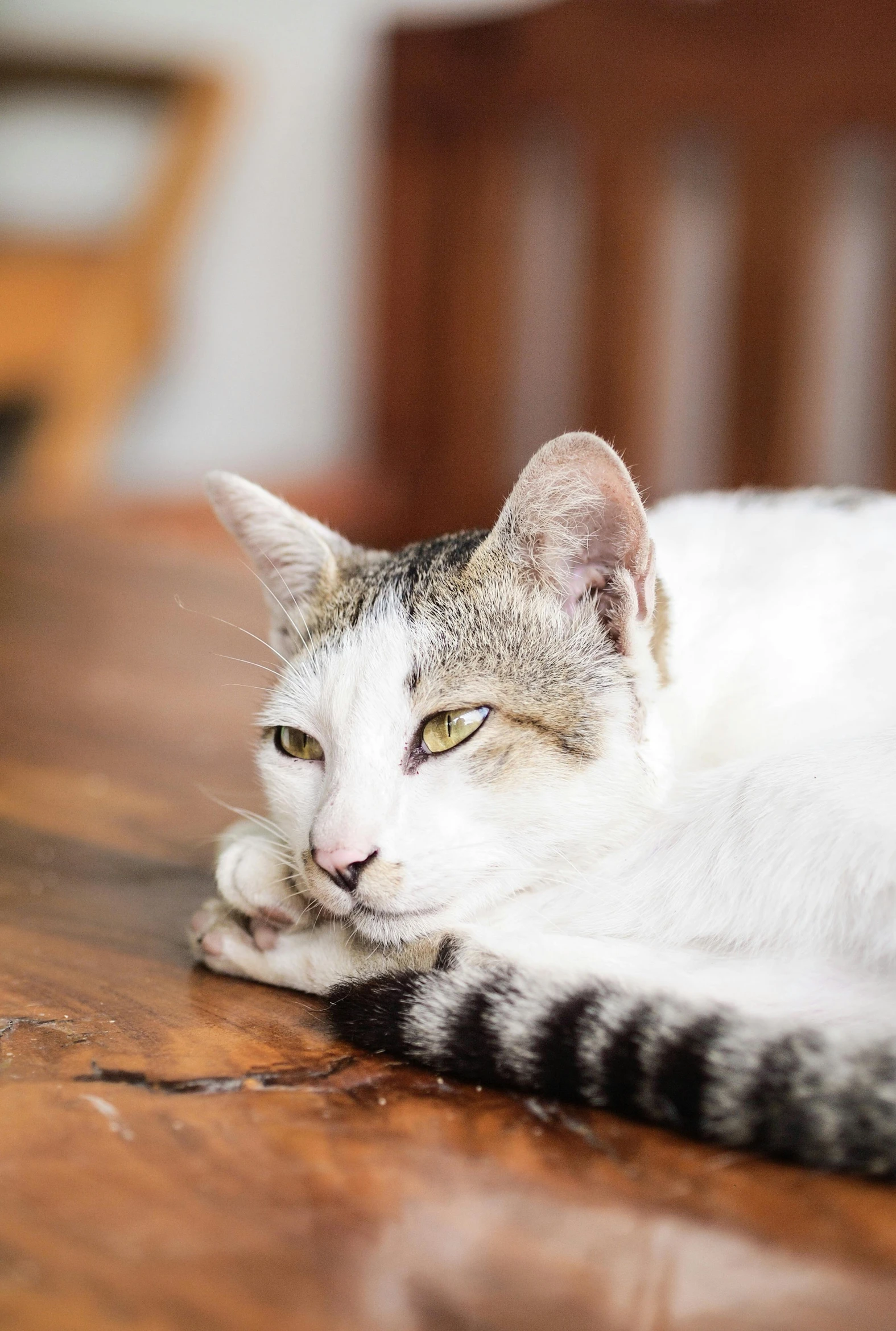 a striped cat is lying down on the floor