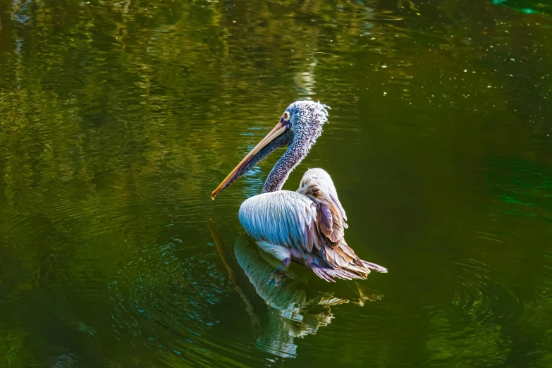 two large birds sitting on top of the water